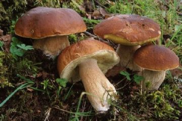 Regolamentazione raccolta funghi epigei freschi anno 2023